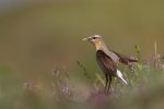 Wheatear