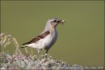 Wheatear