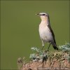 Wheatear