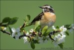 Whinchat