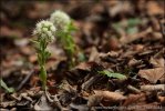 White Butterbur