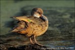 White-cheeked Pintail