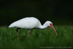 White ibis