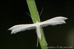 White Plume Moth