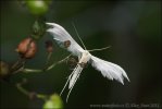 White Plume Moth