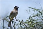 White-spectacled Bulbul