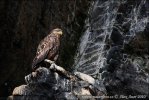 White-tailed Eagle