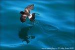 White-vented Storm-Petrel