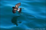 White-vented Storm-Petrel