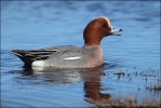 Wigeon