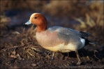 Wigeon