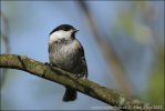 Willow Tit