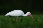 Witte ibis