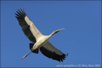 Wood Stork