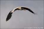 Wood Stork