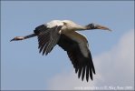 Wood Stork