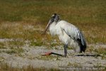 Wood Stork