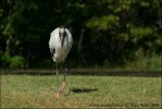 Wood Stork