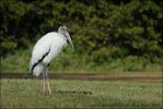 Wood Stork