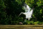 Wood Stork