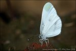 Wood White