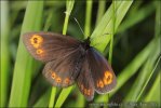 Woodland Ringlet