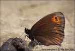 Woodland Ringlet