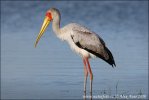 Yellow-Billed Stork