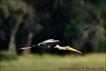 Yellow-Billed Stork