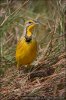 Yellow throated Longclaw