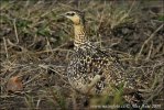 Yellow-throated Sandgrouse