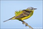 Yellow Wagtail