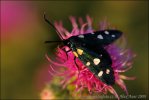 Zygaena ephialtes