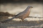 Арабский серый дрозд