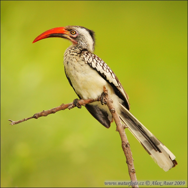 Tockus erythrorhynchus