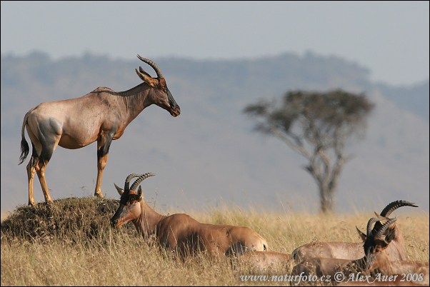 Topi Photos, Topi Images, Nature Wildlife Pictures | NaturePhoto