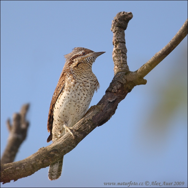 Torcicollo eurasiatico