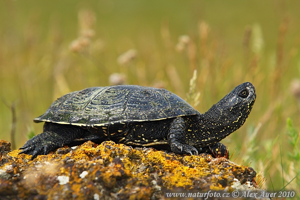 Tortuga d'estany