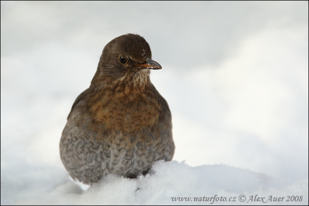 Turdus merula