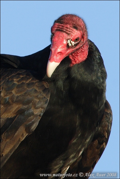 Urubu à tête rouge