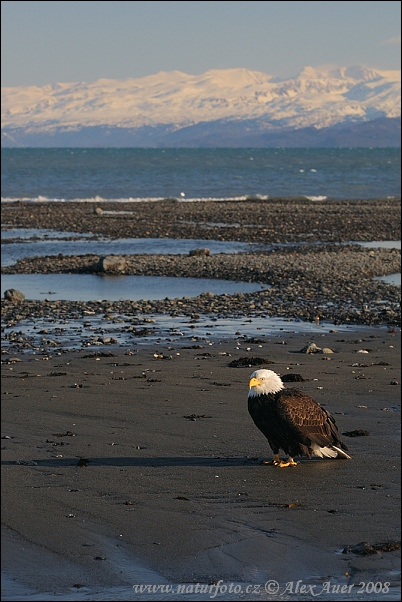 USA - Alaska (Alaska, USA)