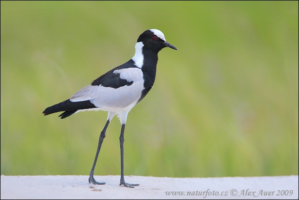 Vanellus armatus