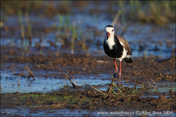 Vanellus crassirostris