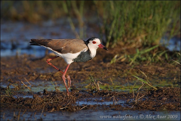 Vanellus crassirostris