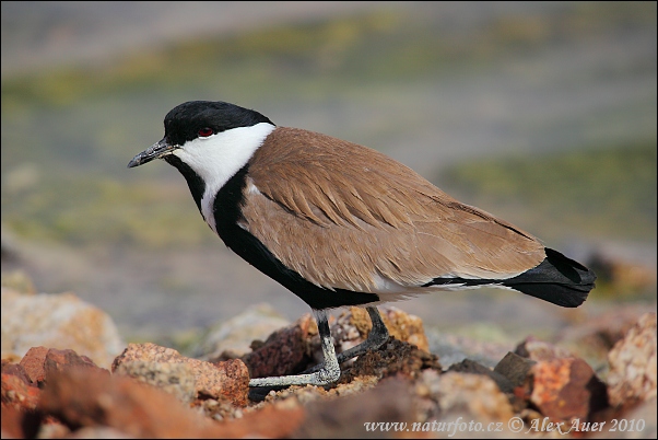 Vanellus spinosus