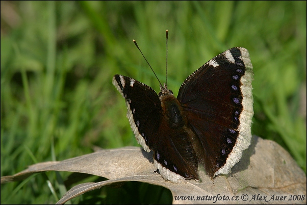 Vanessa antiopa