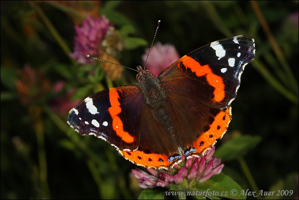 Vanessa atalanta