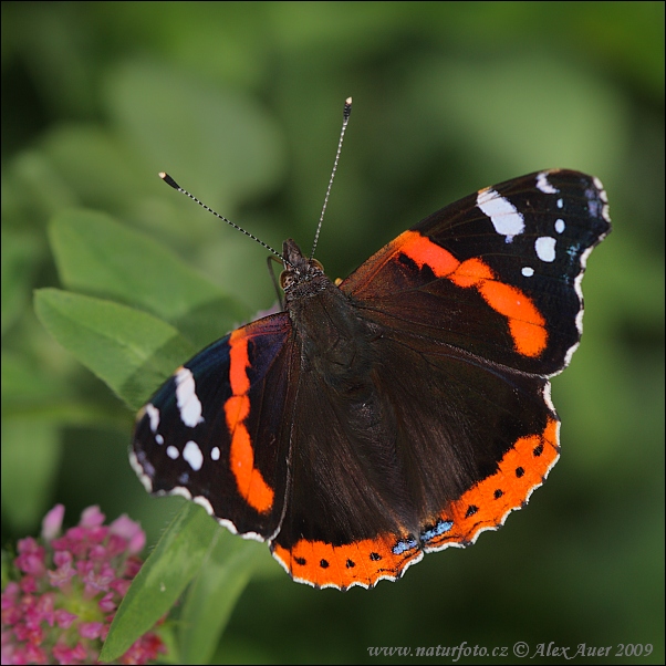 Vanessa atalanta