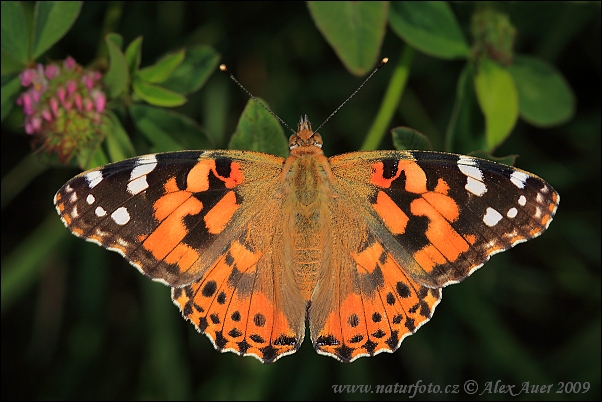 Vanessa cardui