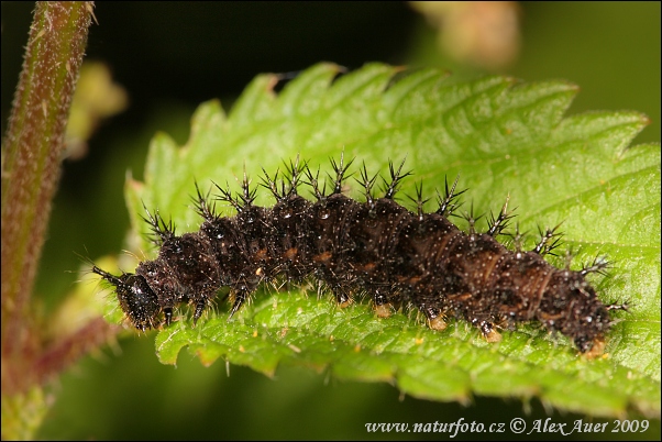 Vanessa levana